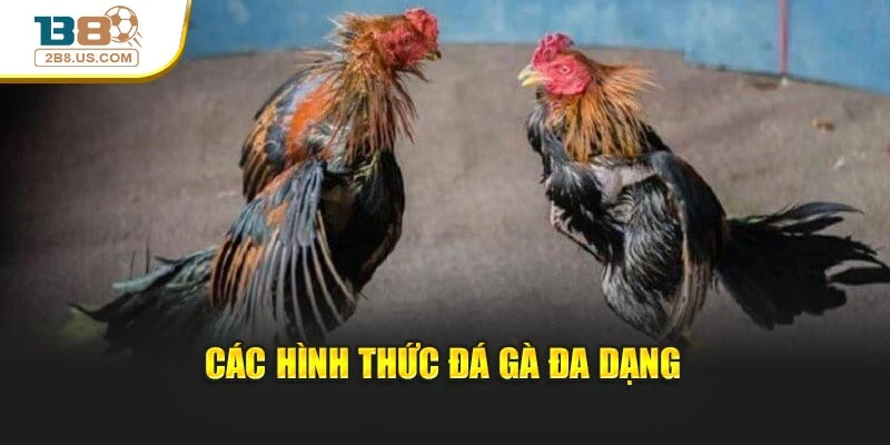 Các hình thức đá gà đa dạng