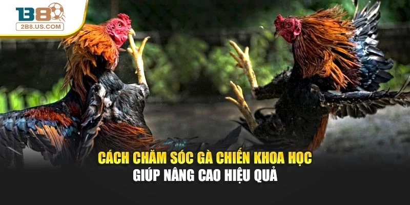 Cách chăm sóc gà chiến khoa học giúp nâng cao hiệu quả
