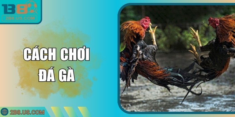 Cách Chơi Đá Gà Chi Tiết Từ B8 Cho Người Mới Và Nâng Cao