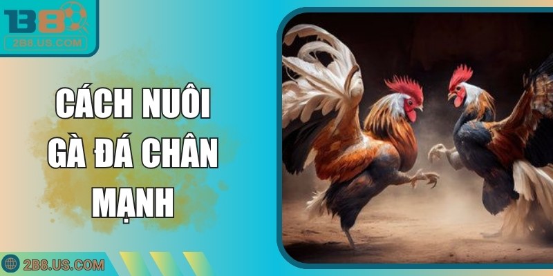 Cách Nuôi Gà Đá Chân Mạnh Đạt Hiệu Quả Tối Đa Tại B8