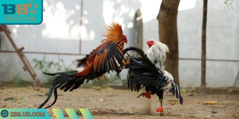 Luật chấp gà cựa sắt giúp nhận diện mức phổ biến, vận dụng kỹ thuật hợp lý