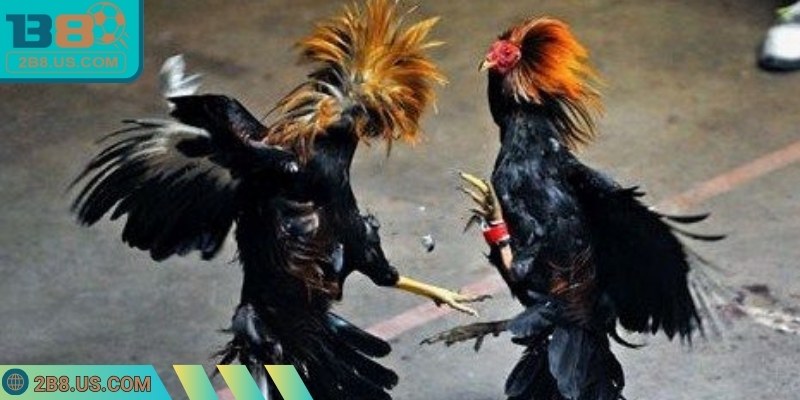 Luật chấp gà cựa sắt hướng dẫn áp dụng hiệu quả từng trận đấu