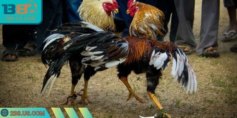 Kinh nghiệm quan sát, phản ứng nhạy bén giúp tối ưu kết quả trận đấu