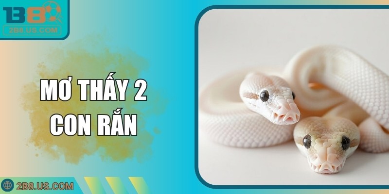 Mơ Thấy 2 Con Rắn Và Những Cặp Số Lô Đề Rất May Mắn